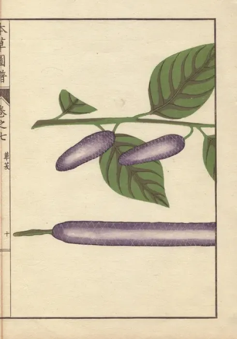 Framed Print : Purple seed and leaves of the long pepper, Piper longum Framed Print : Purple seed and leaves of the long pepper, Piper longum
