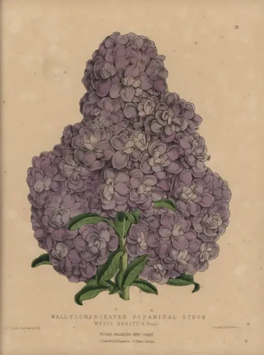 Framed Print : Purple stock, Wall-flower-leaved pyramidal Framed Print : Purple stock, Wall-flower-leaved pyramidal