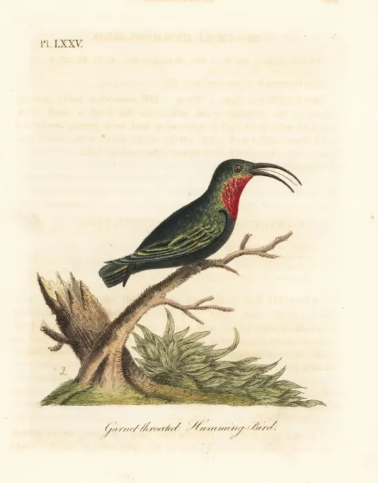 Framed Print : Purple-throated carib, Eulampis jugularis Framed Print : Purple-throated carib, Eulampis jugularis