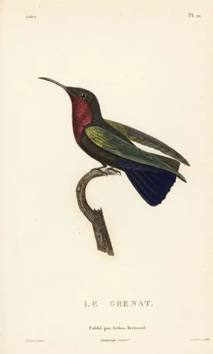 Framed Print : Purple-throated carib, Eulampis jugularis, male Framed Print : Purple-throated carib, Eulampis jugularis, male