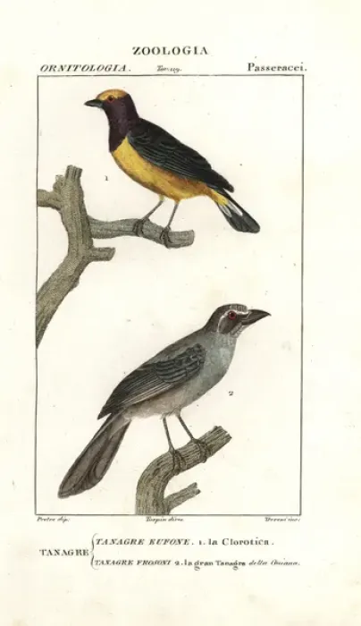 Framed Print : Purple-throated euphonia, Euphonia chlorotica Framed Print : Purple-throated euphonia, Euphonia chlorotica