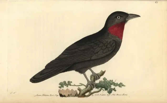 Framed Print : Purple throated fruit crow, Querula purpurata Framed Print : Purple throated fruit crow, Querula purpurata