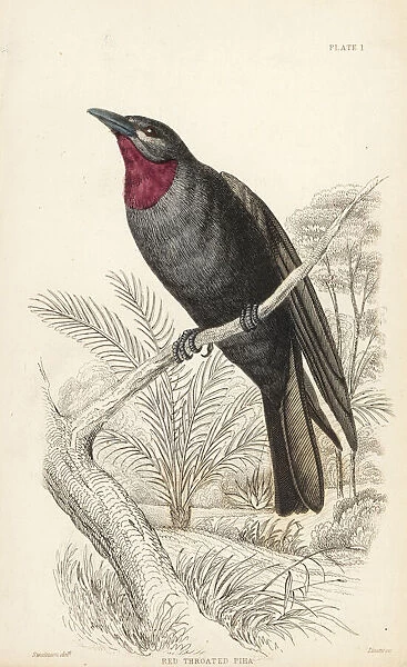 Purple-throated fruit crow, Querula purpurata