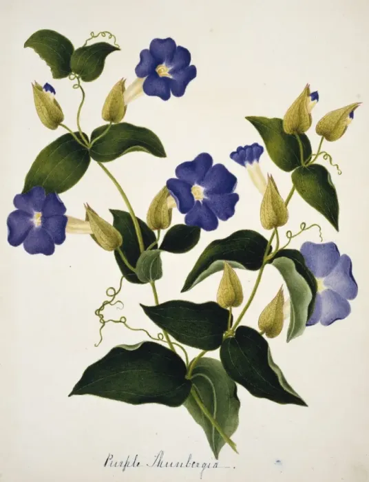 Framed Print : Purple thunbergia, purple thunbergia Framed Print : Purple thunbergia, purple thunbergia