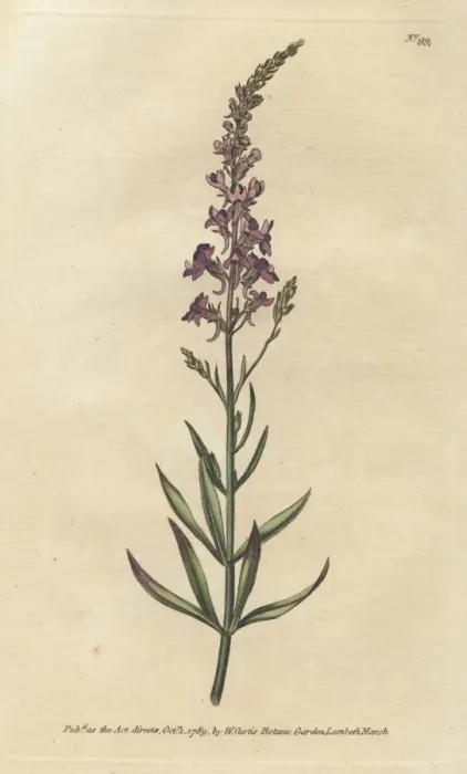 Framed Print : Purple toad-flax, Linaria purpurea Framed Print : Purple toad-flax, Linaria purpurea