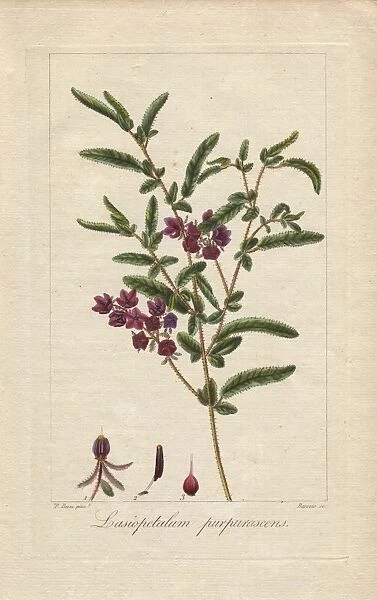 Purple velvet bush, Lasiopetalum purpurascens