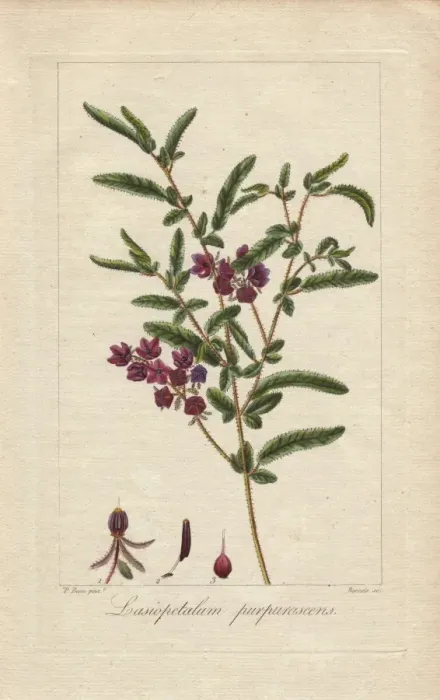 Framed Print : Purple velvet bush, Lasiopetalum purpurascens Framed Print : Purple velvet bush, Lasiopetalum purpurascens