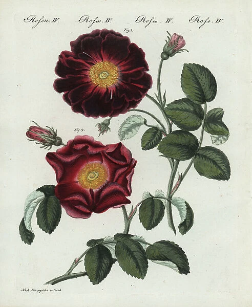 Purple or violacea rose, Rosa holoserica purpurea