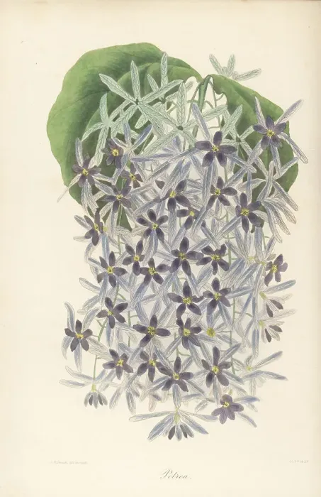 Framed Print : Purple wreath, Petrea volubilis Framed Print : Purple wreath, Petrea volubilis