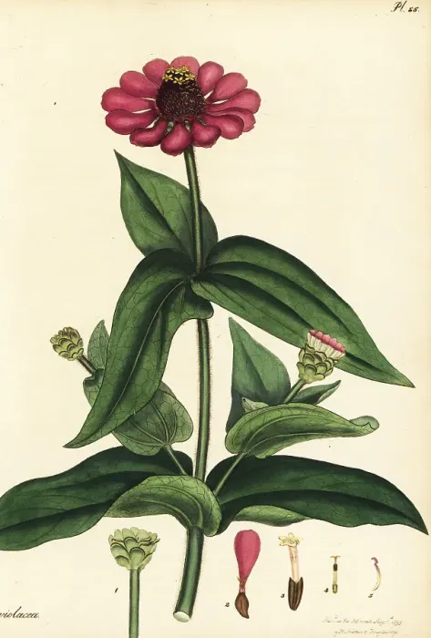 Framed Print : Purple zinnia, Zinnia violacea Cav Framed Print : Purple zinnia, Zinnia violacea Cav