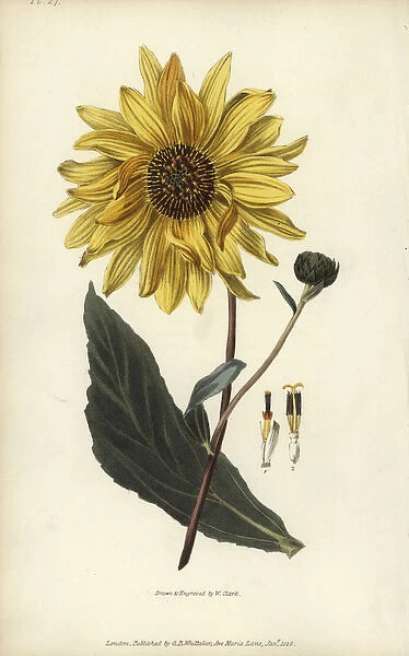 Purpledisk sunflower, Helianthus atrorubens