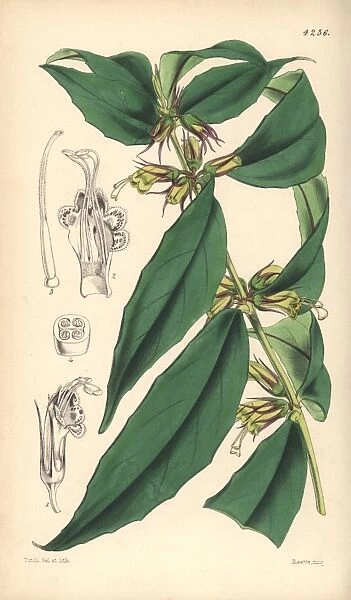 Purplish green aeschinanthus, Aeschynanthus albidus