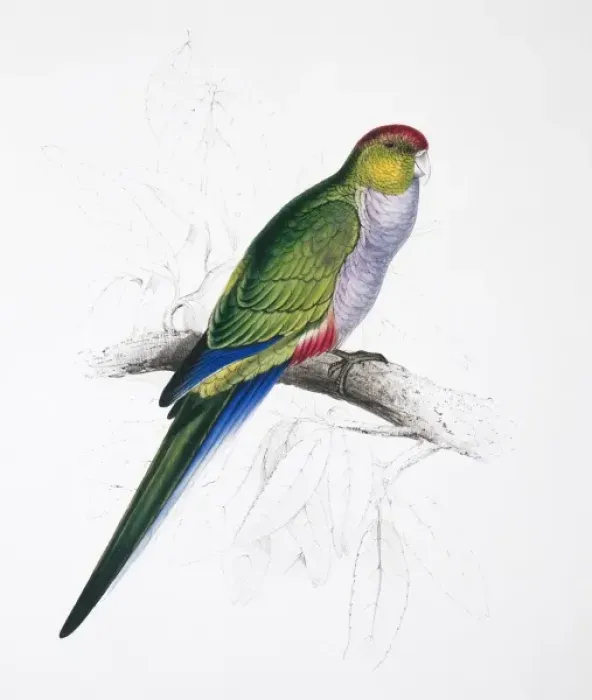 Framed Print : Purpureicephalus spurius, red-capped parrot Framed Print : Purpureicephalus spurius, red-capped parrot