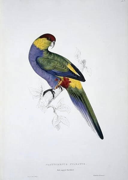 Purpureicephalus spurius, red-capped parrot