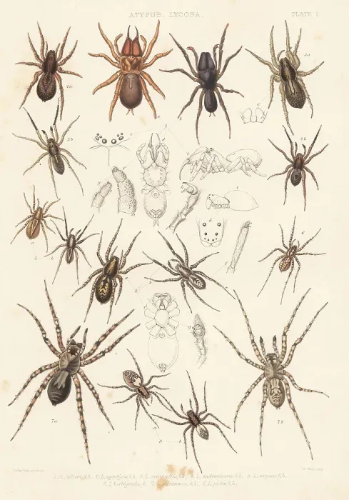 Framed Print : Purse web and wolf spider species Framed Print : Purse web and wolf spider species