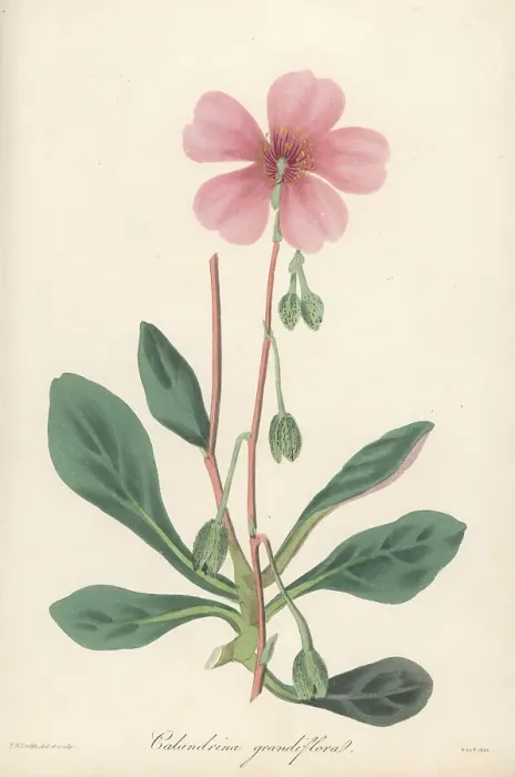 Framed Print : Purslane, Cistanthe grandiflora Framed Print : Purslane, Cistanthe grandiflora