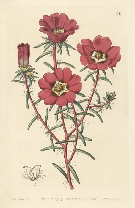 Framed Print : Purslane flower, Portulaca thellusonii variety Framed Print : Purslane flower, Portulaca thellusonii variety