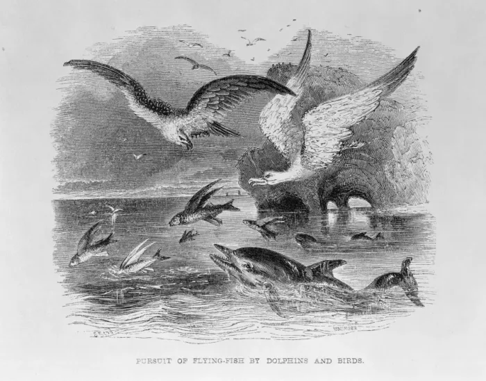 Framed Print : Pursuit of Flying Fish by Dolphins & Birds Framed Print : Pursuit of Flying Fish by Dolphins & Birds