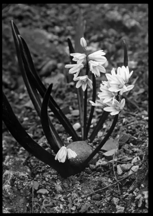 Framed Print : Puschkinia Scilloides (Hyacinth) Framed Print : Puschkinia Scilloides (Hyacinth)