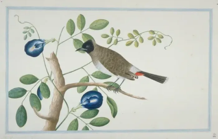 Framed Print : Pycnonotus cafer haemorrhousus, red-vented bulbul Framed Print : Pycnonotus cafer haemorrhousus, red-vented bulbul