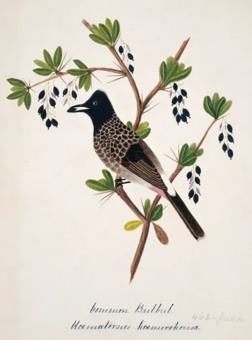 Framed Print : Pycnonotus cafer, red-vented bulbul Framed Print : Pycnonotus cafer, red-vented bulbul