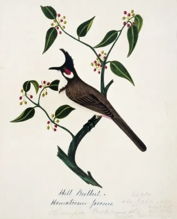 Framed Print : Pycnonotus jocosus, red-whiskered bulbul Framed Print : Pycnonotus jocosus, red-whiskered bulbul
