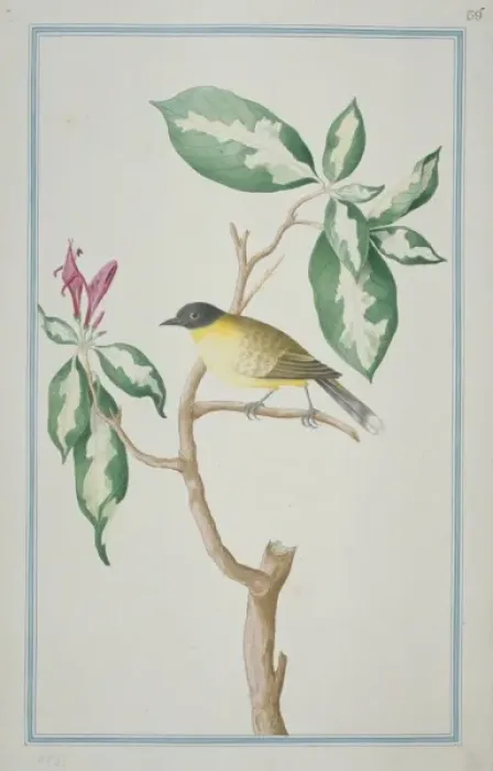 Framed Print : Pycnonotus melanicterus, black-crested bulbul Framed Print : Pycnonotus melanicterus, black-crested bulbul