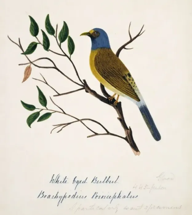Framed Print : Pycnonotus priocephalus, grey-headed bulbul Framed Print : Pycnonotus priocephalus, grey-headed bulbul