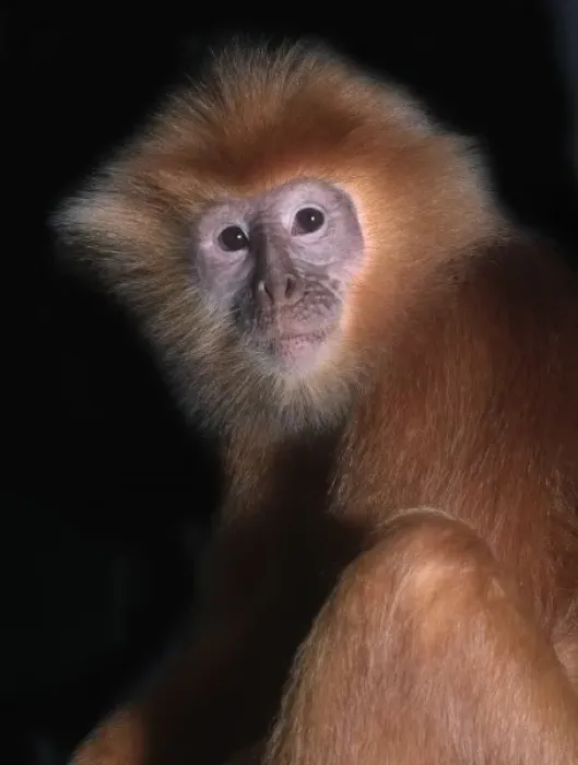 Framed Print : Pygathrix nemaeus nemaeus, red-shanked douc langur Framed Print : Pygathrix nemaeus nemaeus, red-shanked douc langur