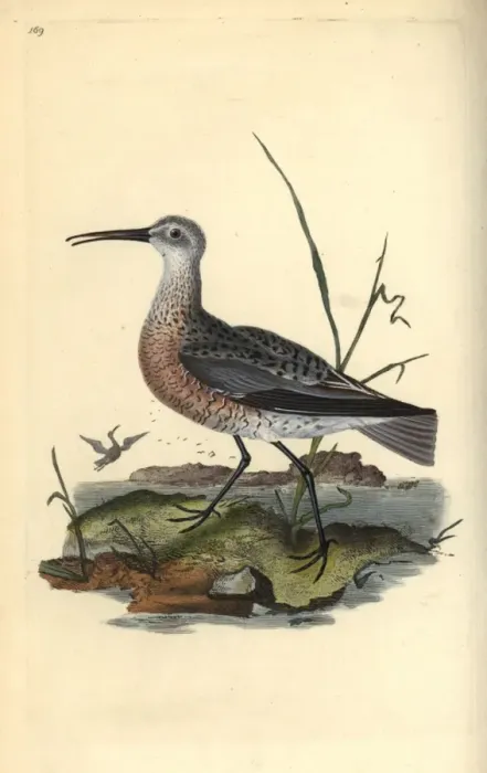 Framed Print : Pygmy or little curlew, Numenius minutus Framed Print : Pygmy or little curlew, Numenius minutus