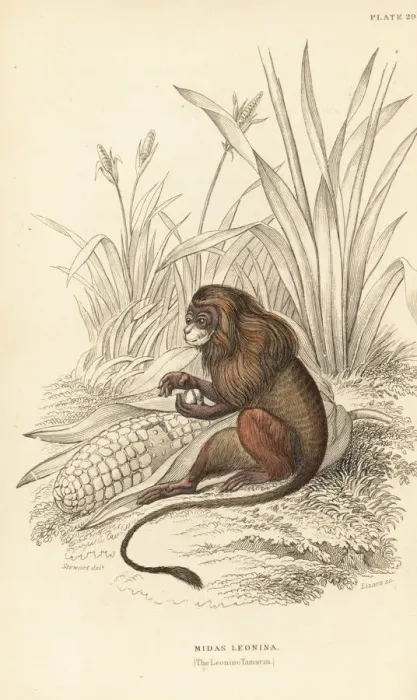 Framed Print : Pygmy marmoset, Cebuella pygmaea Framed Print : Pygmy marmoset, Cebuella pygmaea