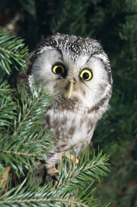 Framed Print : Pygmy OWL - sits in tree Framed Print : Pygmy OWL - sits in tree
