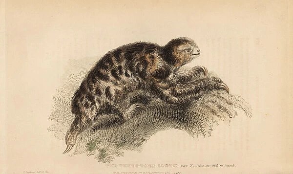 Pygmy three-toed sloth, Bradypus pygmaeus