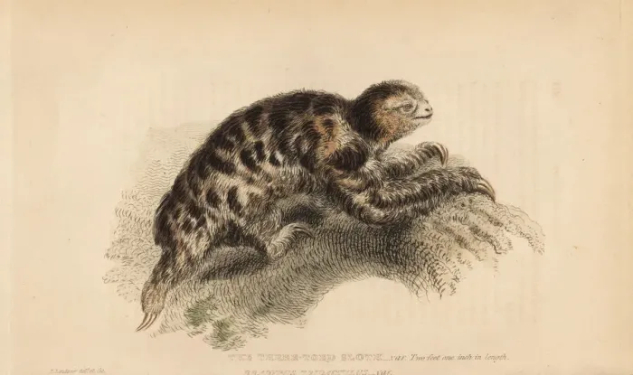 Framed Print : Pygmy three-toed sloth, Bradypus pygmaeus Framed Print : Pygmy three-toed sloth, Bradypus pygmaeus