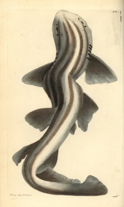 Framed Print : Pyjama shark, Poroderma africanum Near threatened Framed Print : Pyjama shark, Poroderma africanum Near threatened