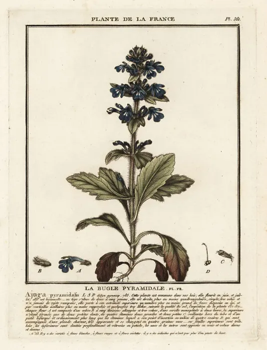 Framed Print : Pyramidal bugle, Ajuga pyramidalis Framed Print : Pyramidal bugle, Ajuga pyramidalis