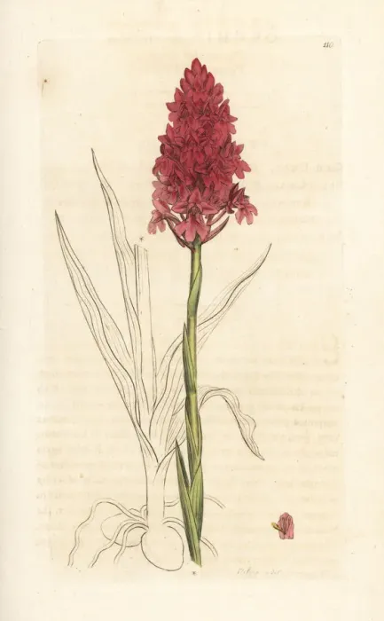 Framed Print : Pyramidal orchid, Anacamptis pyramidalis Framed Print : Pyramidal orchid, Anacamptis pyramidalis