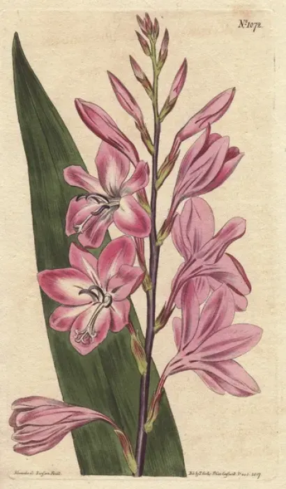 Framed Print : Pyramidal watsonia (dwarf gladiolus), native Framed Print : Pyramidal watsonia (dwarf gladiolus), native
