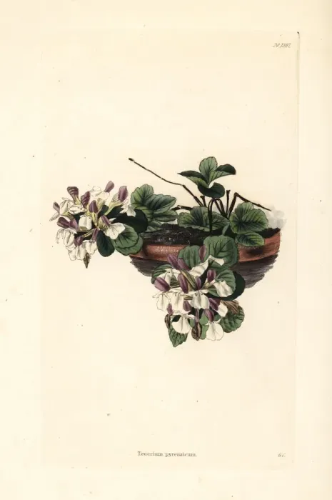 Framed Print : Pyranean germander, Teucrium pyrenaicum Framed Print : Pyranean germander, Teucrium pyrenaicum