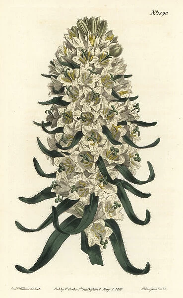 Pyrenean bellflower, Campanula speciosa