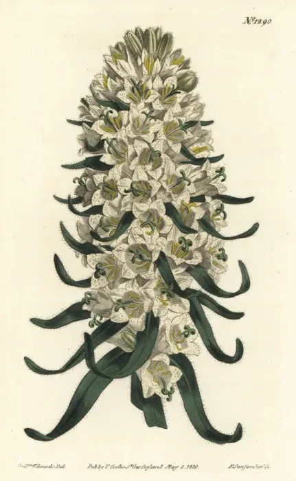 Framed Print : Pyrenean bellflower, Campanula speciosa Framed Print : Pyrenean bellflower, Campanula speciosa