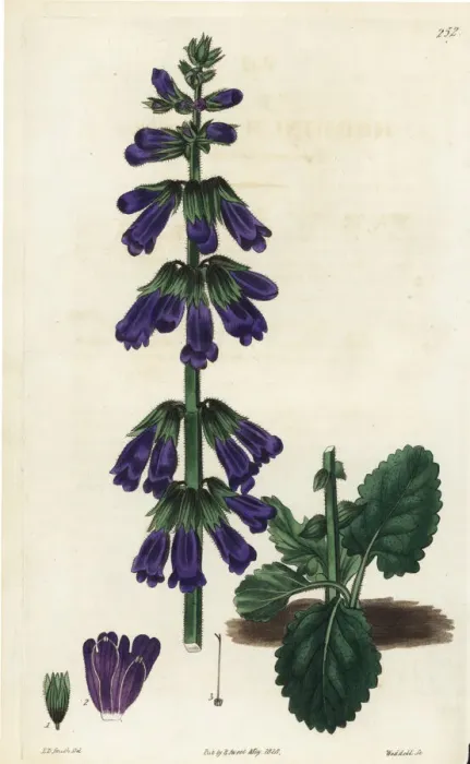 Framed Print : Pyrenean deadnettle or dragonmouth, Horminum pyrenaicum