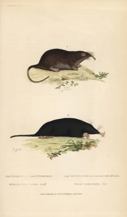 Framed Print : Pyrenean desman (vulnerable) and star-nosed mole Framed Print : Pyrenean desman (vulnerable) and star-nosed mole