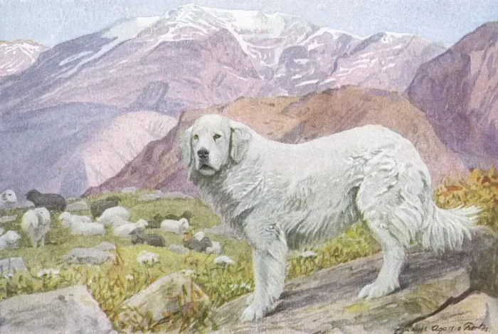 Framed Print : Pyrenean Sheep Dog