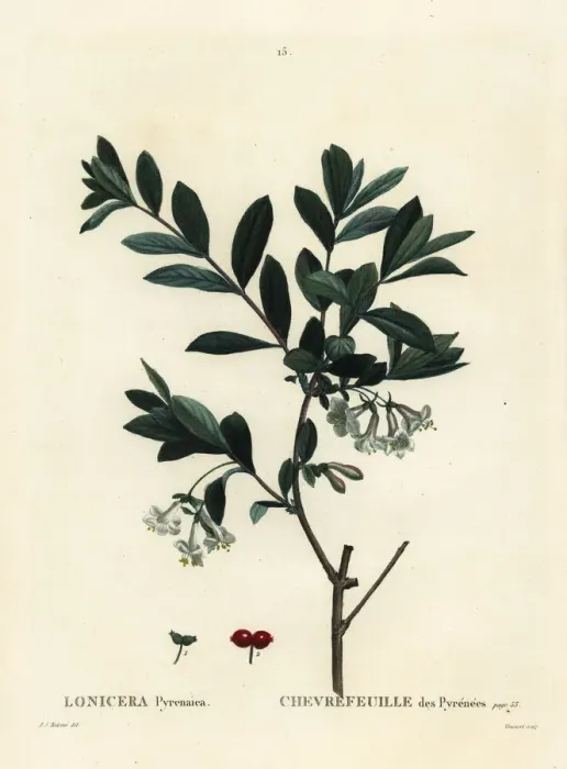 Framed Print : Pyrenees honeysuckle, Lonicera pyrenaica Framed Print : Pyrenees honeysuckle, Lonicera pyrenaica