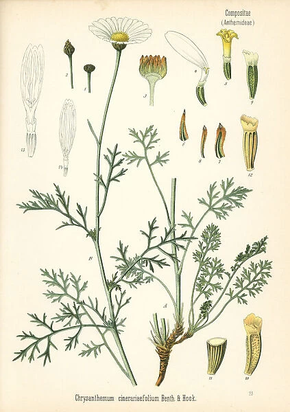 Pyrethrum, Tanacetum cinerariifolium