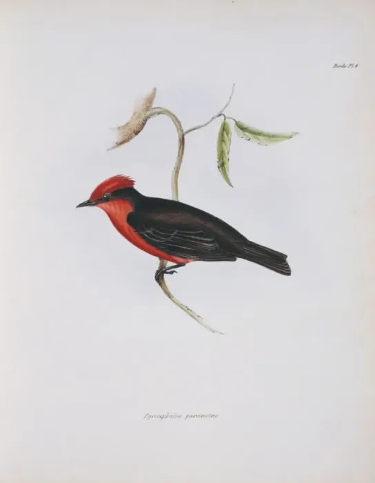 Framed Print : Pyrocephalus rubinus, vermilion flycatcher Framed Print : Pyrocephalus rubinus, vermilion flycatcher