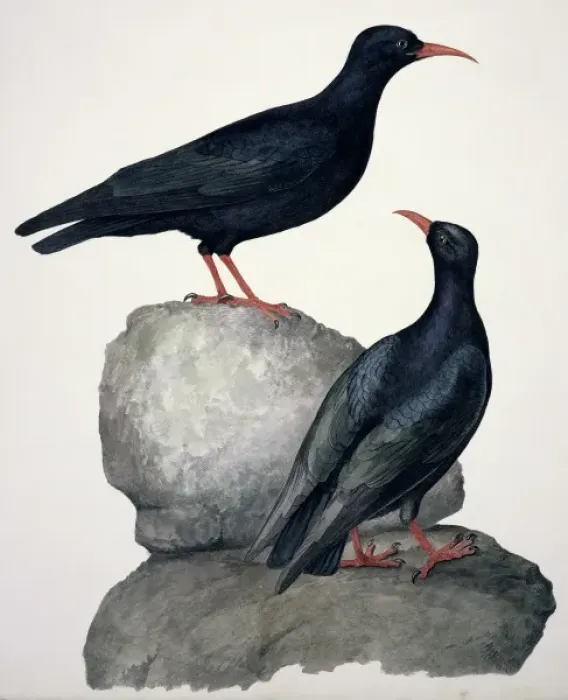 Framed Print : Pyrrhoxcorax pyrrhocorax, red-billed chough Framed Print : Pyrrhoxcorax pyrrhocorax, red-billed chough