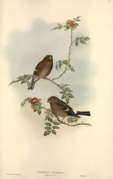 Framed Print : Pyrrhula pyrrhula, Eurasian bullfinch Framed Print : Pyrrhula pyrrhula, Eurasian bullfinch