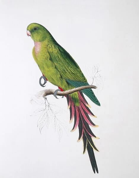 Pyrrhura melanura, maroon-tailed parakeet